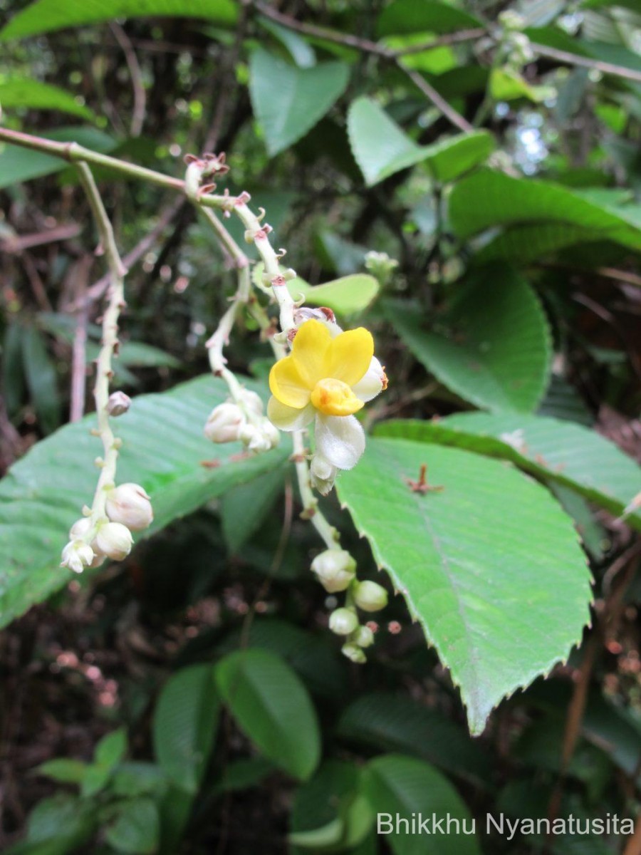 Schumacheria castaneifolia Vahl